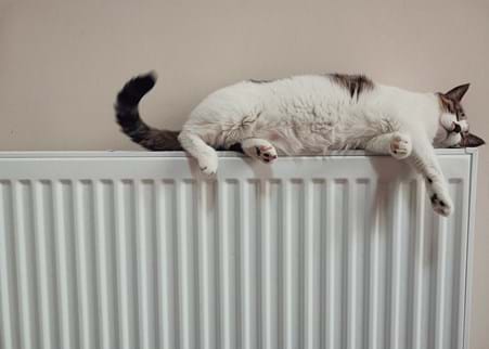 cat on radiator image
